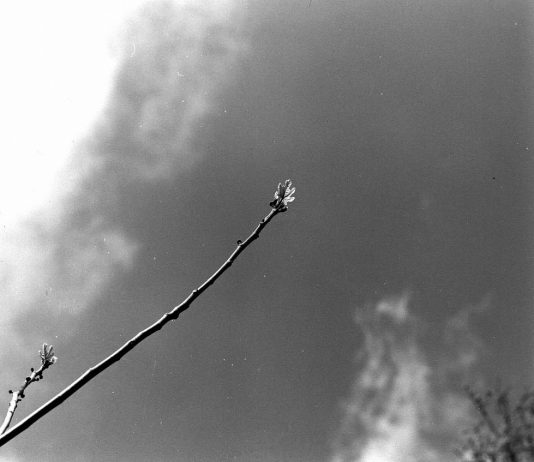 Vinicio Ferri – Vita e luce