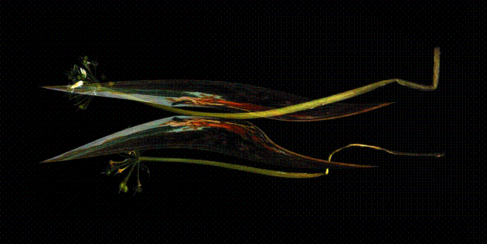 Luisa Contarello – La percezione immobile Luisa Contarello – La percezione immobile