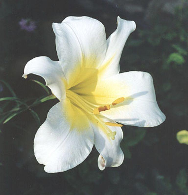 Omaggio ai Fiorihttps://www.exibart.com/repository/media/eventi/2007/03/omaggio-ai-fiori.jpg