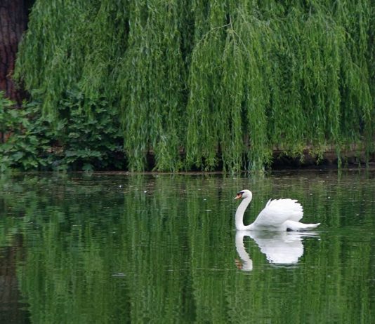 Vito Giaccari – Nelle mie favole…