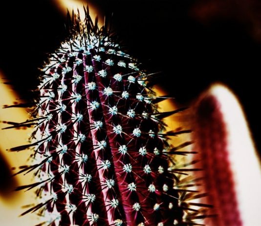 Emanuela Gardner – California Dreams