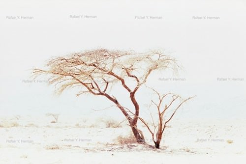 Rafael Y. Herman – Bereshit-Genesis