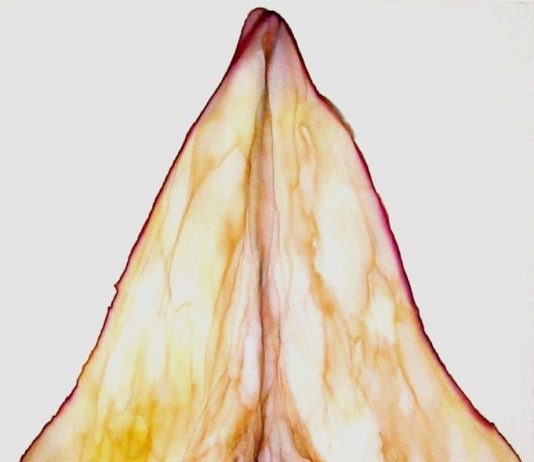 Pietro Pastore – Meditazioni surreali Pietro Pastore – Meditazioni surreali