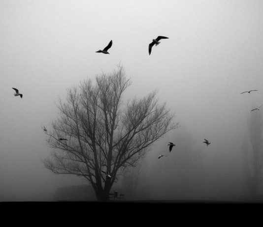Bruno Taddei – Dentro la nebbia