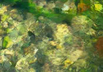 Jacqueline Domin / Claudio Rosa