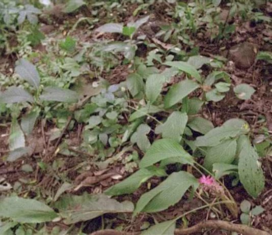 Mike Marshall – Birdcatcher Mike Marshall – Birdcatcher