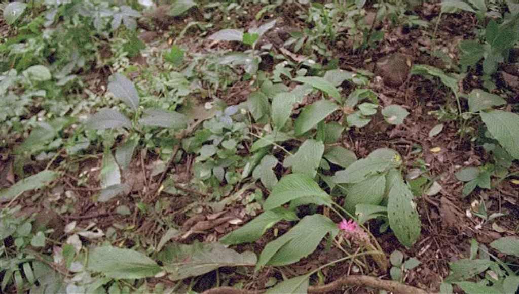 Mike Marshall – Birdcatcherhttps://www.exibart.com/repository/media/eventi/2008/02/mike-marshall-8211-birdcatcher.jpg