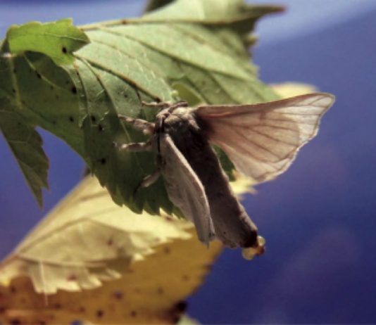 Non tutti i bruchi diventano farfalle… Storie di fili di seta