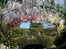 La fioritura dei glicini