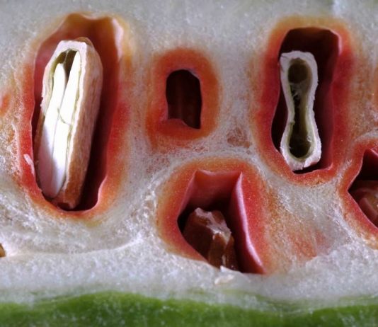 Reiko Hiramatsu – Kakushiaji. Il gusto nascosto