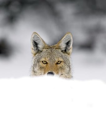 Simone Sbaraglia – Popular Geographic. Hokkaido e dintorni