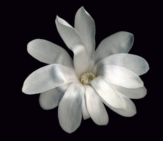 Guido Anderloni – Still life