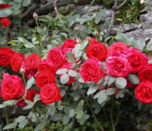 La fioritura delle rose