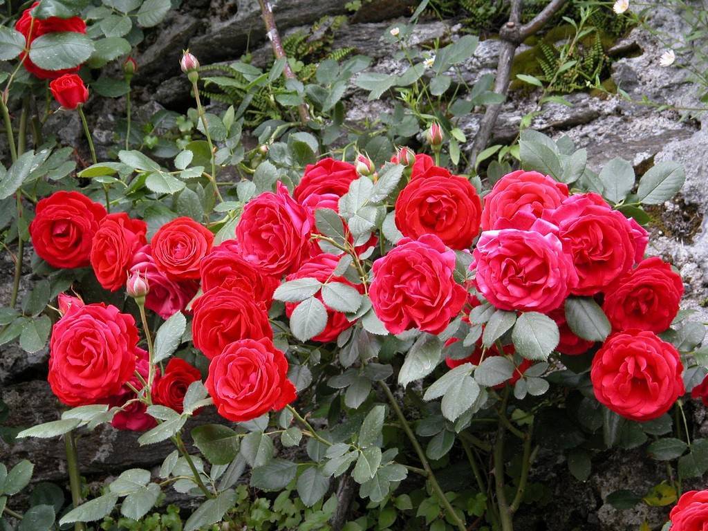 La fioritura delle rosehttps://www.exibart.com/repository/media/eventi/2008/04/la-fioritura-delle-rose.jpg