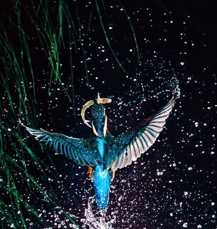 Luciano Gaudenzio – Friuli, emozioni naturali