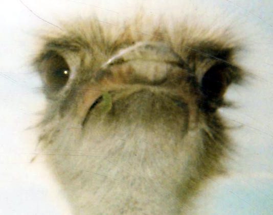 Paolo Pittoni –  Istantanea