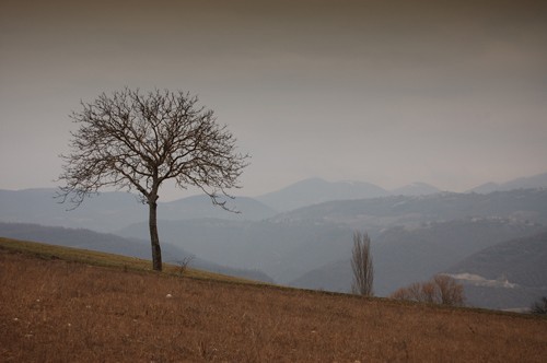 Riccardo Zavatta – Alberi