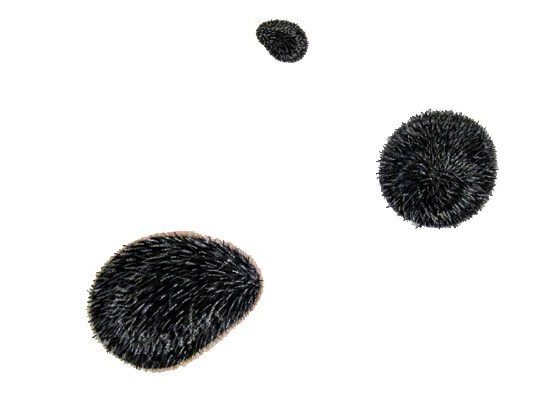 Andrea Guerzoni – L’elogio del riccio