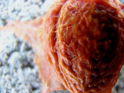 Rosa Ciano – Mementomori