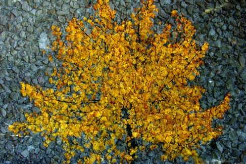 Carlo di Giacomo – Photosintesi