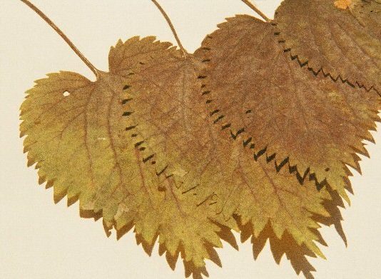 Fogli botanici. Le famiglie della flora italiana