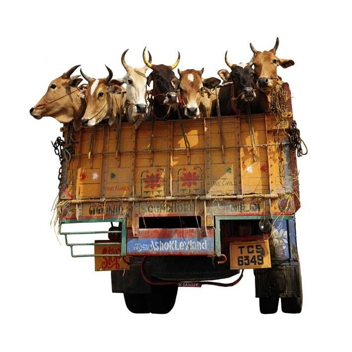 Toni Meneguzzo – Il progetto delle Vacche Sacrehttps://www.exibart.com/repository/media/eventi/2008/06/toni-meneguzzo-8211-il-progetto-delle-vacche-sacre.jpg