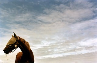 Alessandra Spranzi – Selvatico (colui che si salva)