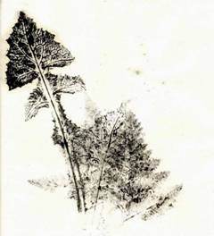 Claudia Collina – Testimonianze Amorose Claudia Collina – Testimonianze Amorose