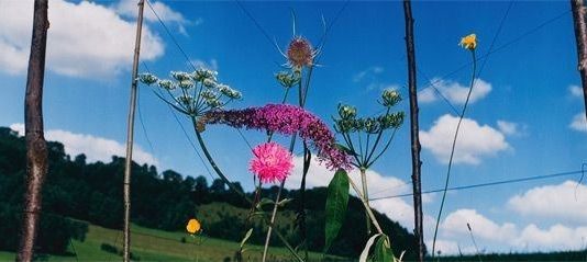 Collier Schorr – Blumen