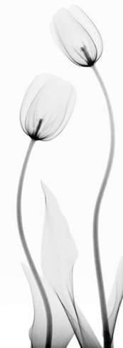 Renzo Bertasi – Altre-menti. Non chiedere non è lecito sapere