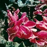 Nino Migliori – Nature Inconsapevoli