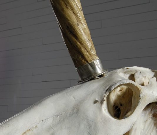 Daniel Spoerri – La stanza dell’unicorno