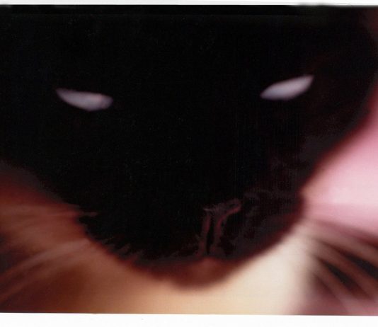 Luccia Danesin – Gattiritratti