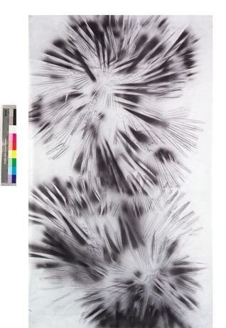 Luce Delhove – Palme selvagge o non Luce Delhove – Palme selvagge o non