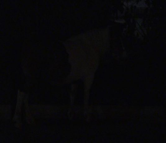 Luciano Maggiore – Dark was the night