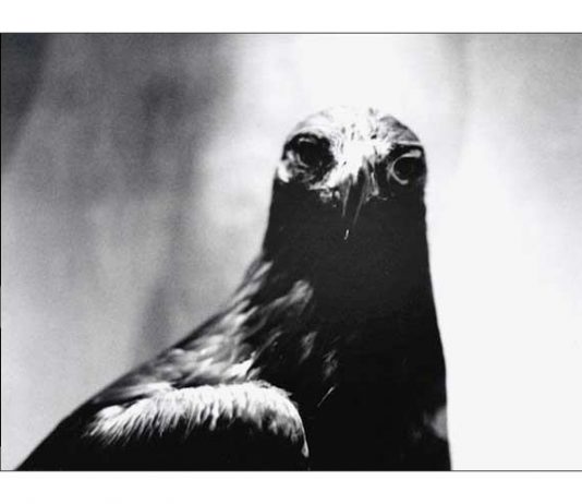 Patrizia Piccino – Con ali abbassate