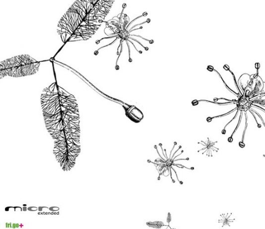 Frigo – Herbarium part II: semina
