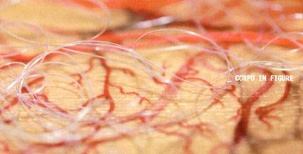 Gina Morandini – Corpo in figure