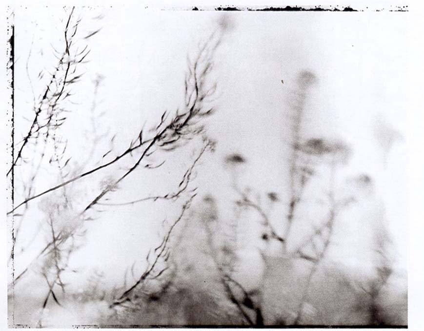 Marco Delogu – Naturehttps://www.exibart.com/repository/media/eventi/2008/10/marco-delogu-8211-nature.jpg