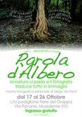 Sergio De Ponti – Parola d’albero