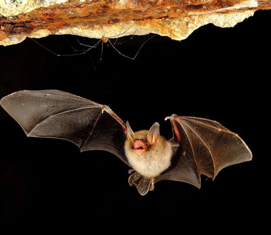 Claudio Torresani – Gli animali delle nostre campagne