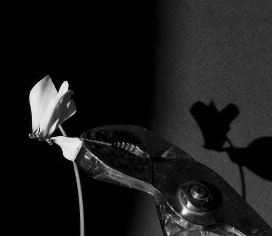 Francesco Saverio Adamo – Flos, sine verbis Francesco Saverio Adamo – Flos, sine verbis