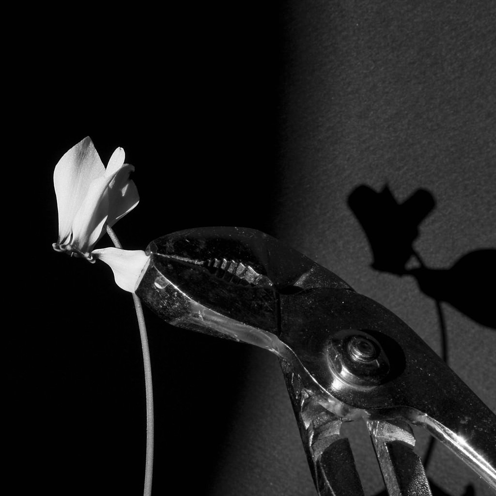 Francesco Saverio Adamo – Flos, sine verbishttps://www.exibart.com/repository/media/eventi/2008/11/francesco-saverio-adamo-8211-flos-sine-verbis.jpg