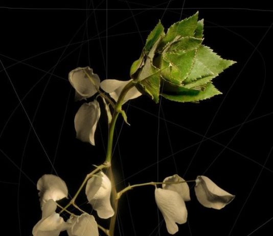 Gabriele Marsile – Natura Risorta