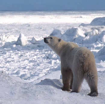 Eugenio Manghi – Going North. Fuga dal Riscaldamento Globale Eugenio Manghi – Going North. Fuga dal Riscaldamento Globale