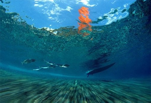 Fabrizio Frixa – ContinenteMediterraneo. Caleidoscopio di vita marina