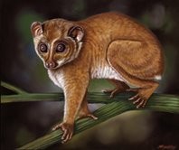 Sergio Sergi – Picturae Primates. Ritratto di un Ordine