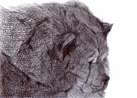 Diego Tonus – Shortshow #12