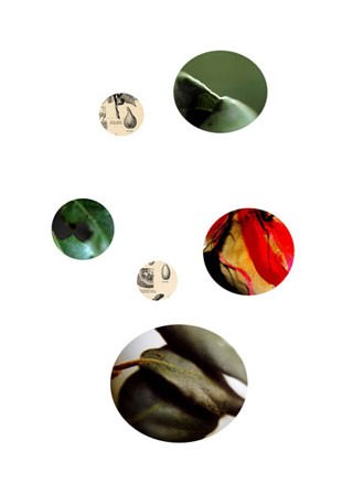 Donatella Landi – Focus Naturae