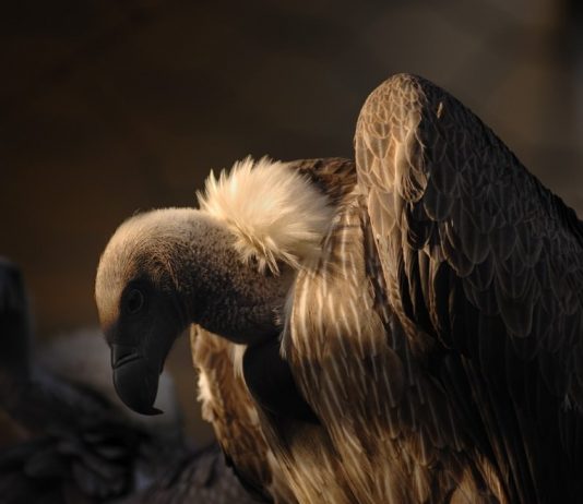 Giuseppe Trizzino Giuseppe Trizzino